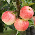 Apple - Malus domestica 'Festival' (syn. 'Delorgue')