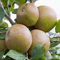 Apple - Malus domestica 'Egremont Russet'