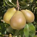 Pear - Pyrus communis 'Beurre Hardy'