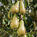Pear - Pyrus communis 'Concorde'