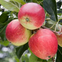 Apple - Malus domestica 'Katy'