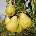 Pear - Pyrus communis 'Williams' bon Chretien'