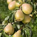 Pear - Pyrus communis 'Doyenne du Comice'