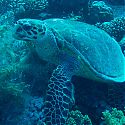 Turtle, Sh-Abb Saeed, Dahab, Red Sea, Egypt.