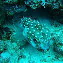 Puffer Fish, The Lighthouse, Dahab, Red Sea, Egypt.