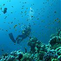 Scuba Diving, The Lighthouse, Dahab, Red Sea, Egypt.