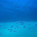 Reef Fish, Eel Gardens, Dahab, Red Sea, Egypt.