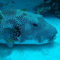 Puffer Fish, Eel Gardens, Dahab, Red Sea, Egypt.