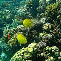 Reef Fish, Eel Gardens, Dahab, Red Sea, Egypt.