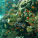 Anthias, Eel Gardens, Dahab, Red Sea, Egypt.
