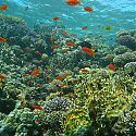 Anthias, Eel Gardens, Dahab, Red Sea, Egypt.