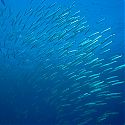 Reef fish, Islands dive site, Dahab, Red Sea, Egypt.