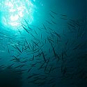 Reef fish, Islands dive site, Dahab, Red Sea, Egypt.
