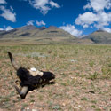 Yak skull, near Damshung, Tibet.