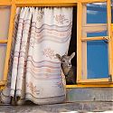 Goat looking out of window, Tashilunpo Monastery, Shigatse, Tibet.