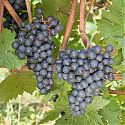 Grape - Vitis vinifera 'Dornfelder'