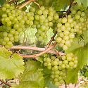 Grape - Vitis 'Phoenix'