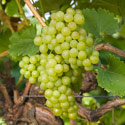 Grape - Vitis 'Phoenix'