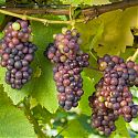 Grape - Vitis vinifera 'Pinot Noir'