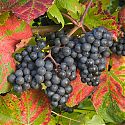 Grape - Vitis 'Rondo'