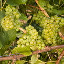 Grape - Vitis vinifera 'Chardonnay'
