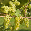 Grape - Vitis vinifera 'Bacchus'