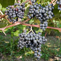 Grape - Vitis vinifera 'Dornfelder'