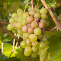 Grey mould (botrytis) on grape