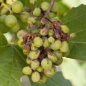 Grape Shanking