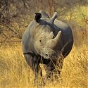 White Rhinoceros, Matobo National Park, Zimbabwe.