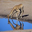 Giraffe, Etosha National Park, Namibia.