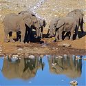 Elephants, Etosha National Park, Namibia.