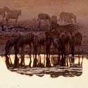 Burchell's Zebra, Etosha National Park, Namibia.