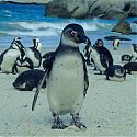 Jackass penguins, Simon's Town, Republic of South Africa.