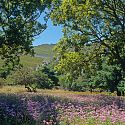 Caledon Wild Flower Reserve, Republic of South Africa.