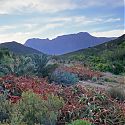 Karoo National Botanical Garden, Western Cape Province, Republic of South Africa.