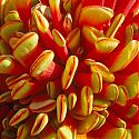 Erythrina acanthocarpa, Karoo National Botanical Garden, Republic of South Africa.