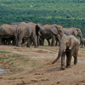 Elephants, Addo Elephant National Park, Republic of South Africa.