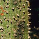 Tree bark, Jungle Trip, Chalalan, Bolivia.
