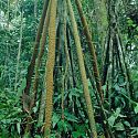 Arial Roots, Jungle Trip, Chalalan, Bolivia.