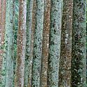 Tree Bark, Botanical Gardens, Rio de Janeiro, Brazil.