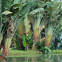 Botanical Gardens, Rio de Janeiro, Brazil.