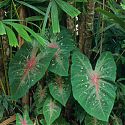 Palma Licula Spinosa, Botanical Gardens, Rio de Janeiro, Brazil.