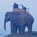 Elephants, Chitwan National Park, Nepal.