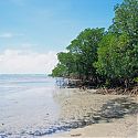 Myall Beach, Cape Tribulation, Queensland, Australia.