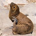 Sealion, The Beagle Channel, Argentina.