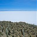 Cactus, Isla de Pescadores, Salar de Uyuni, Bolivia.