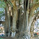 Tule Tree, near Oxaca, Mexico.