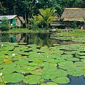 Water Lilies, Rio Dulce, Guatemala.