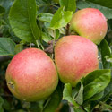 Apple - Malus domestica 'Charles Ross'